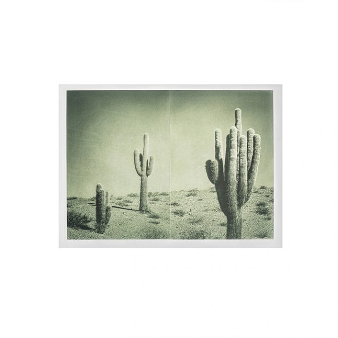 Shade Cactus 1 Silvi Glattauer Thumb