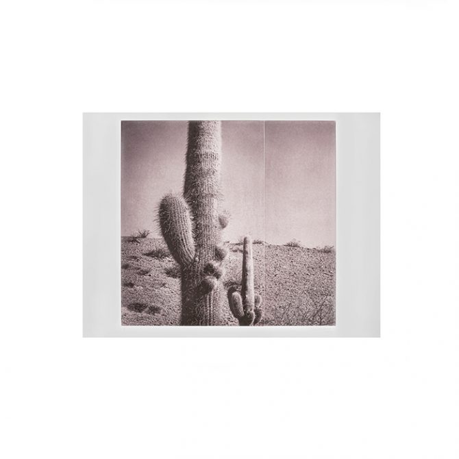 Shade Cactus 4 Silvi Glattauer Thumb